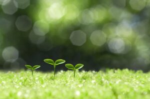 What’s Growing in Our Garden? || Farmtrue Favorites #4